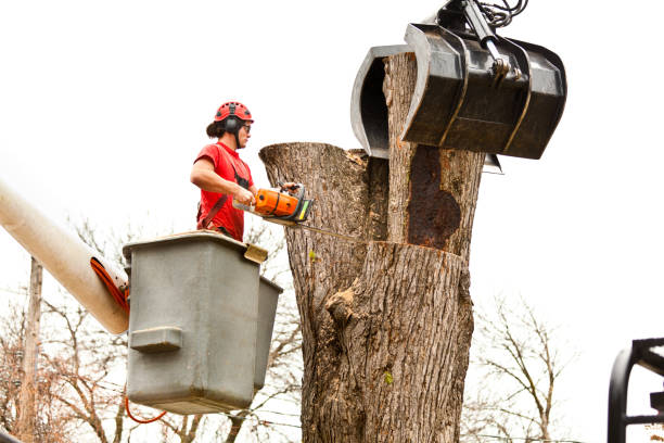 Best Tree Risk Assessment  in Cedar Springs, MI